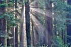 California. Del Norte Redwoods SP. Spring with sunbeams coming through redwoods and rhododendrons Art Print